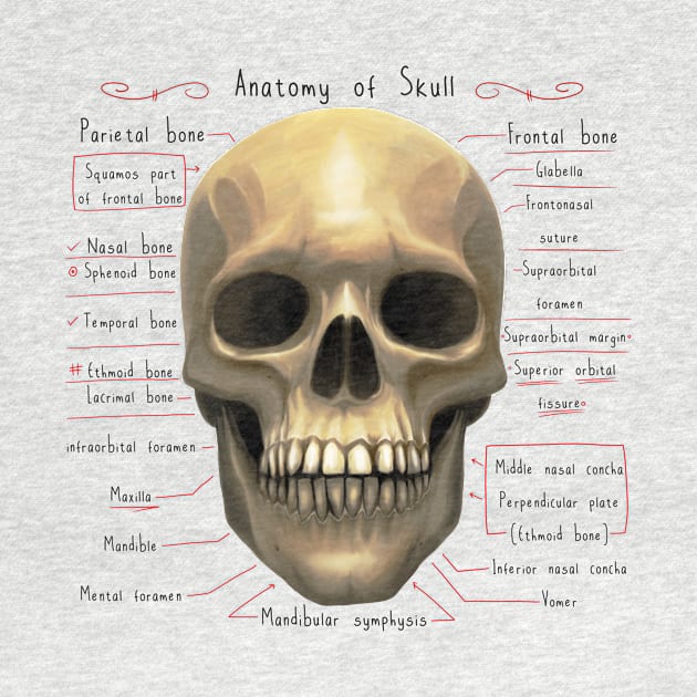 anatomy of human skull skeleton by hayr pictures